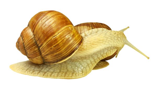 Two snails - Photo, Image