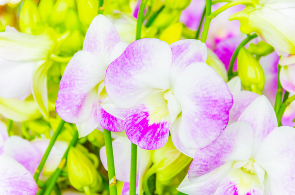 orchidea - Fotó, kép