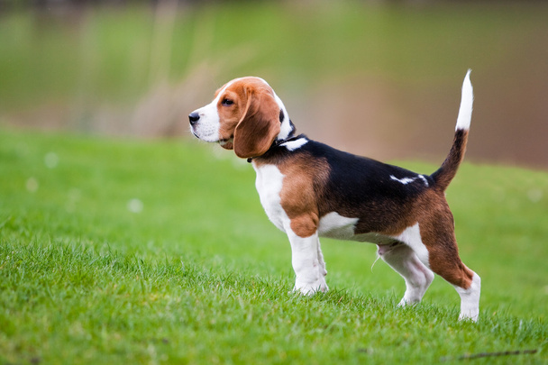 Beagle sobre hierba verde
 - Foto, imagen