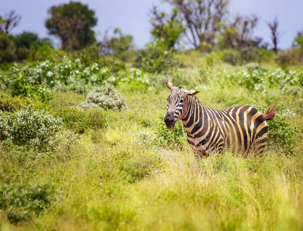 Гревис зебра стоит в высокой траве и высовывает язык. Это фото дикой природы в Африке, Кении, Восточном национальном парке Цаво. - Фото, изображение