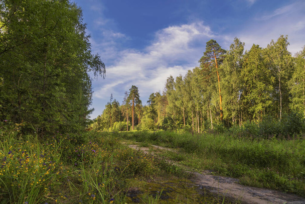Idyllic footpath through fields and forest, nature background.  - Zdjęcie, obraz