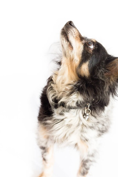 Μικρός σκύλος ράτσας με μεγάλα αυτιά που εστιάζει σε κάτι παραπάνω. Στιγμιότυπο στούντιο απομονωμένο σε λευκό φόντο - Φωτογραφία, εικόνα