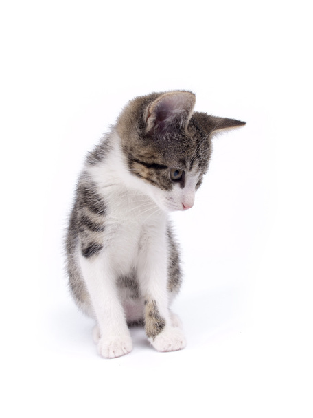 fiatal tíz hét régi shorthaired szürke-fehér csíkos cica - Fotó, kép