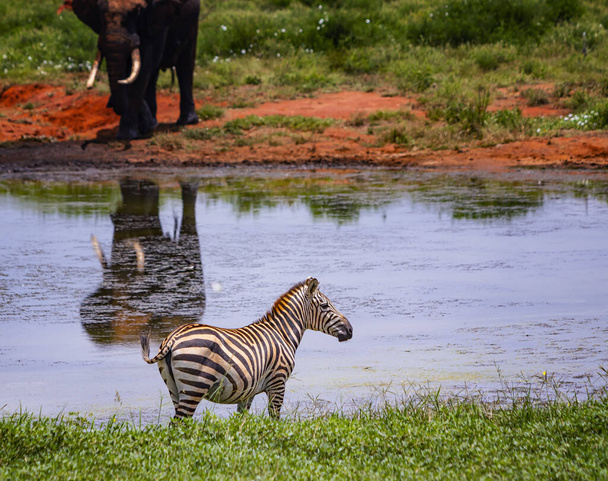 Гревис Зебра стоит у пруда. На заднем плане стоит слон. Это фото дикой природы в Африке, Кении, Восточном национальном парке Цаво
. - Фото, изображение