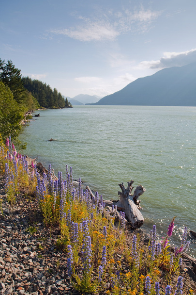 Näkymä Squamish-joelle Brittiläisessä Kolumbiassa, Kanadassa
 - Valokuva, kuva