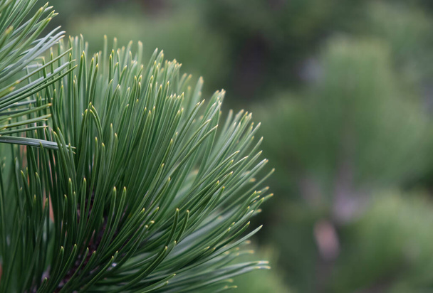 Detailní záběr na zelené jehličí, borové větve nebo vánoční stromeček. Zelené pozadí je rozostřené. Nápad na pozadí, texturu, obal, pohlednici - Fotografie, Obrázek
