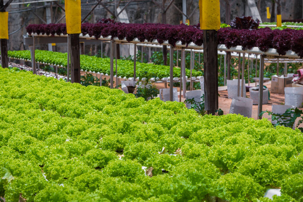 Gemeinschaftsgärtnern in urbaner Gemeinschaft. Kopfsalat wächst im Bio-Garten - Foto, Bild