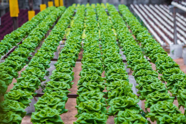 Small rooftop hydroponic farming with lettuce plantations in an urban garden - Fotografie, Obrázek