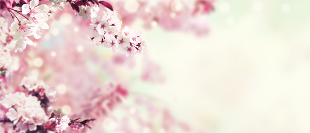 Fond printanier avec des cerisiers en fleurs
 - Photo, image