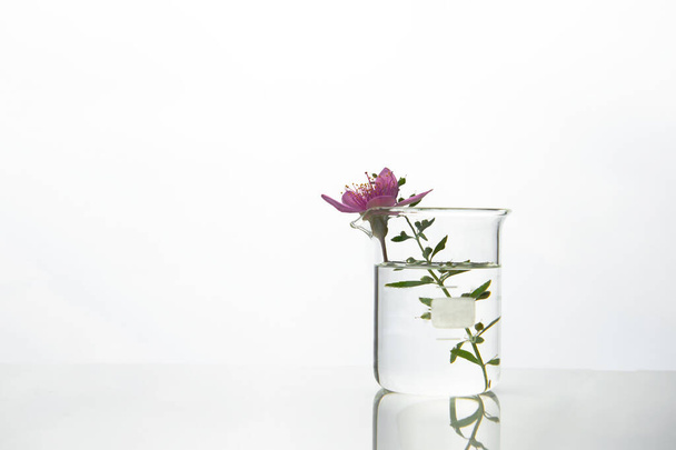 ροζ αγριολούλουδο και πράσινο φυτό σε γυάλινο ποτήρι ζέσεως με νερό σε λευκό φόντο εργαστήριο ιατρικής επιστήμης  - Φωτογραφία, εικόνα