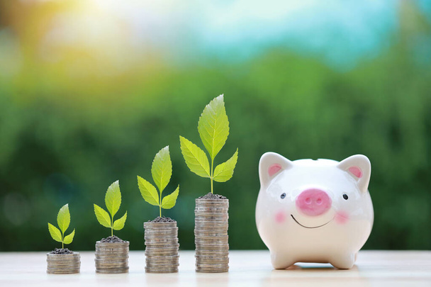 Business investment and saving growth for advertising concept. Plant grow on stacking coin on wood desk with piggy bank and nature background, meaning of growing or saving or earning money increase - Photo, Image