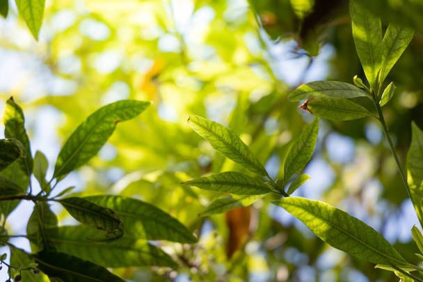 Sluiten Groen blad onder zonlicht in de tuin. Natuurlijke achtergrond met kopieerruimte. - Foto, afbeelding