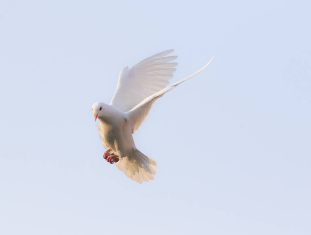 Mavi gökyüzü karşı uçan beyaz tüy güvercin temizleyin - Fotoğraf, Görsel