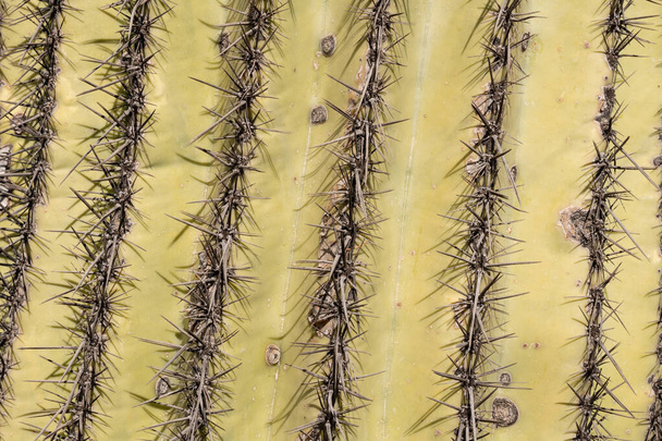 Κοντινό πλάνο ενός κάκτου saguaro στην έρημο της Αριζόνα, Ηνωμένες Πολιτείες της Αμερικής. - Φωτογραφία, εικόνα
