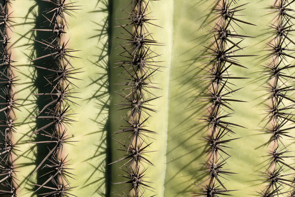 Крупный план кактуса сагуаро в пустыне Аризона, США
. - Фото, изображение