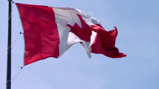 Excellent national symbol Canada flag red white maple leaf banner waving on pole in wind on blue sky sunny background - Footage, Video