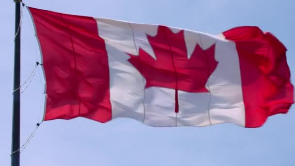 Gorgeous national symbol Canada flag red white maple leaf banner waving on pole in wind on blue sky sunny background - Footage, Video