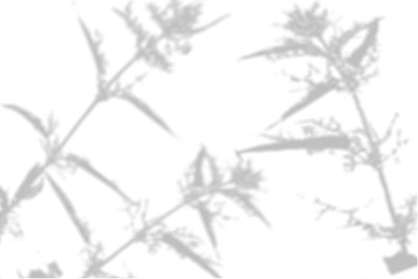Stín rostliny na bílé stěně. Černobílé letní pozadí pro foto překrytí nebo mockup. - Fotografie, Obrázek