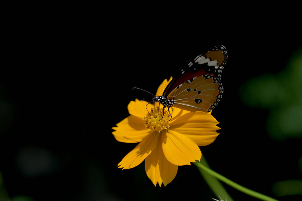 Бабочка и цветок в цветнике
 - Фото, изображение