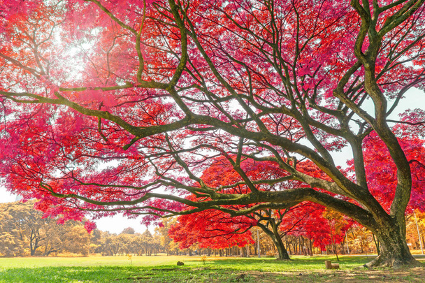 Великі дощові дерева рослина з барвистим листям, рожево-оранжевим і жовтим листям в осінній сезон під сонячним ранком, на зеленому газоні в парку
 - Фото, зображення