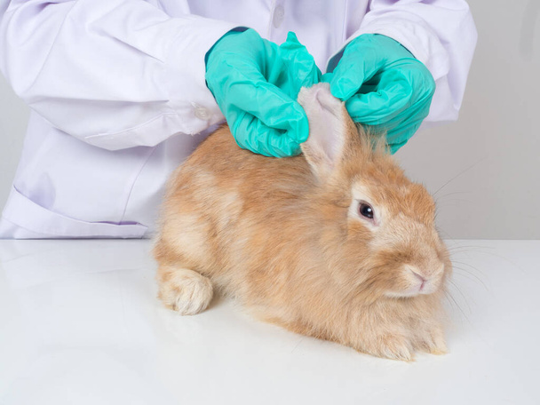 Veterinární lékař má na sobě bílé lepidlo a zelené rukavice.Použijte vatový tampon k léčbě roztomilých hnědočervených králičích uší na klinice nebo zvířecí nemocnici. - Fotografie, Obrázek