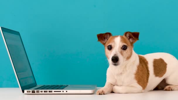 Cão olhando para laptop com interesse
 - Filmagem, Vídeo