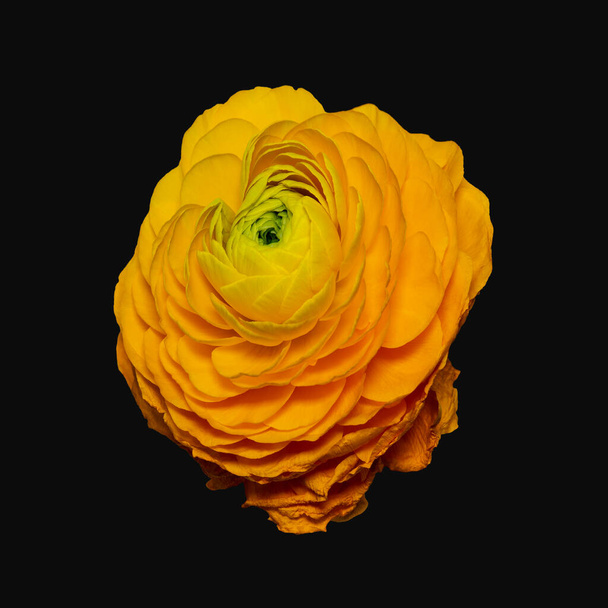Levendige gele boterbloem, beeldende kunst stilleven van een enkele geïsoleerde bloei, gedetailleerde textuur, zwarte achtergrond, bovenaanzicht - Foto, afbeelding