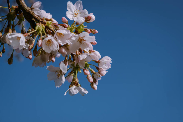 Квітковий парк Керсенблазма, що перекладається як "Квітковий парк", налічується 400 вишневих дерев, а весною можна насолодитися прекрасним квітковим цвітом або сакурою.. - Фото, зображення