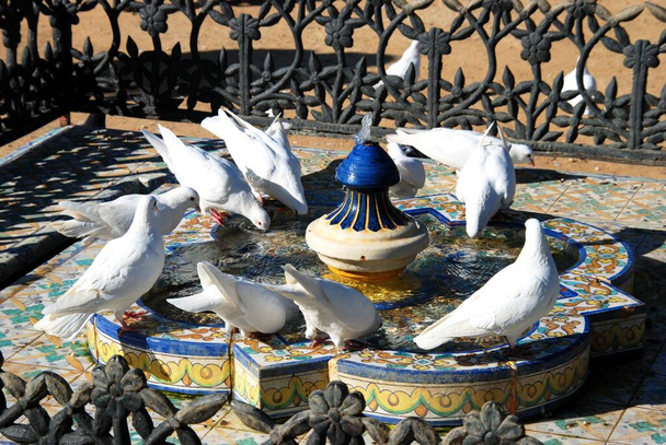 Witte duiven drinken uit een fontein in het Maria Luisa Park, Sevilla, Andalusië, Spanje, Europa. - Foto, afbeelding