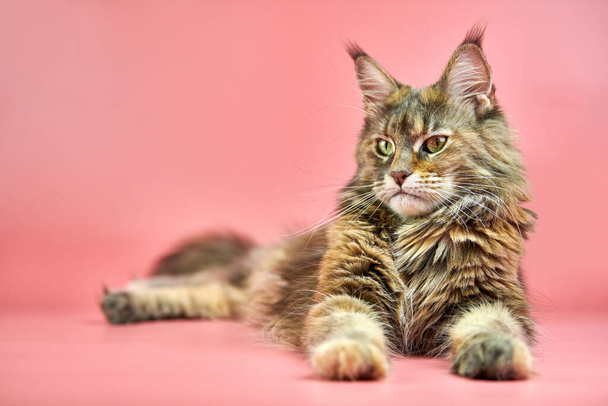 Maine Pesukarhu-kissa, kopioi tilaa. Aikuinen naaras maine coon puhdasrotuinen kissa vaaleanpunainen tausta. Tortie shortthair kissa hauska ilme. - Valokuva, kuva