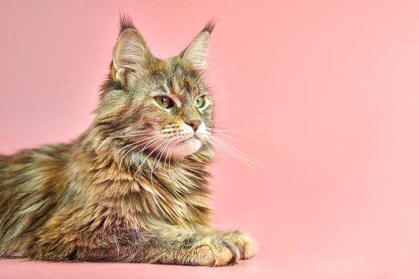 Maine Coon Katze, Schildpatt Fellfarbe, Kopierraum. Erwachsene weibliche Maine Coon reinrassige Katze auf rosa Hintergrund. Schildpatt Kurzhaarkatze mit lustigem Aussehen. - Foto, Bild