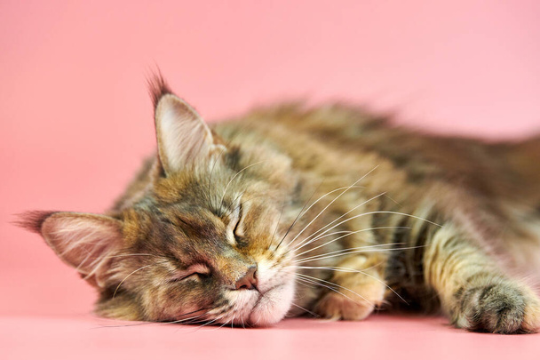 Nukkuva Maine Pesukarhun kilpikonna kissa. Aikuinen naaras maine coon puhdasrotuinen kissa vaaleanpunainen tausta. Tortie shortthair kissa hauska ilme
. - Valokuva, kuva