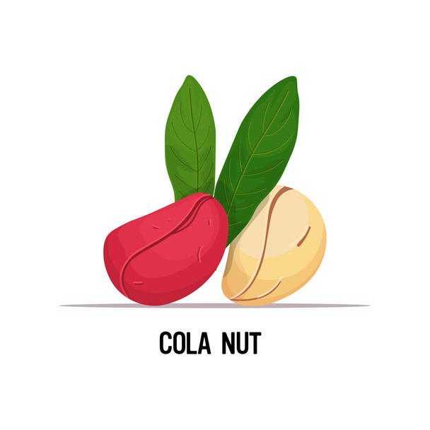 cola nuts with leaves isolated on white background healthy vegetarian food concept - Vector, imagen