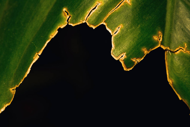 Closeup πράσινο φύλλο υφή απομονώνονται σε φυσικό φόντο. - Φωτογραφία, εικόνα