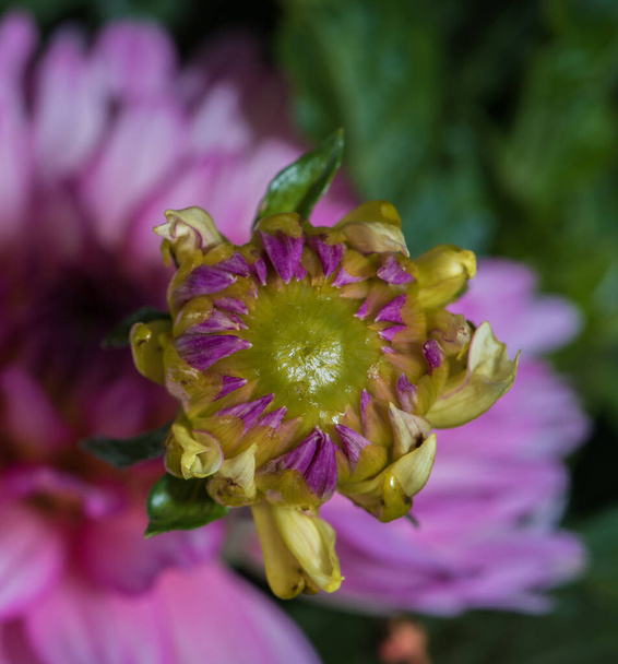 Venkovní květinová barva makro květ portrét mladé fialové dahlia květ / bud o rozkvětu na přirozeném pozadí v jasném slunečním světle v letní den - Fotografie, Obrázek