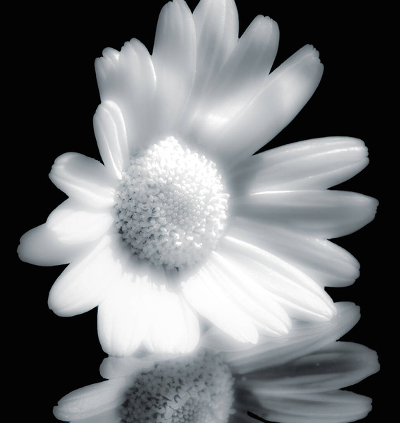Monochromatické výtvarné umění zátiší makro květ portrét jediného izolovaného zářícího bílého kvetoucího margueritu / květu sedmikrásky v jasném slunečním svitu odrážejícím se na zrcadle s detailní texturou - Fotografie, Obrázek
