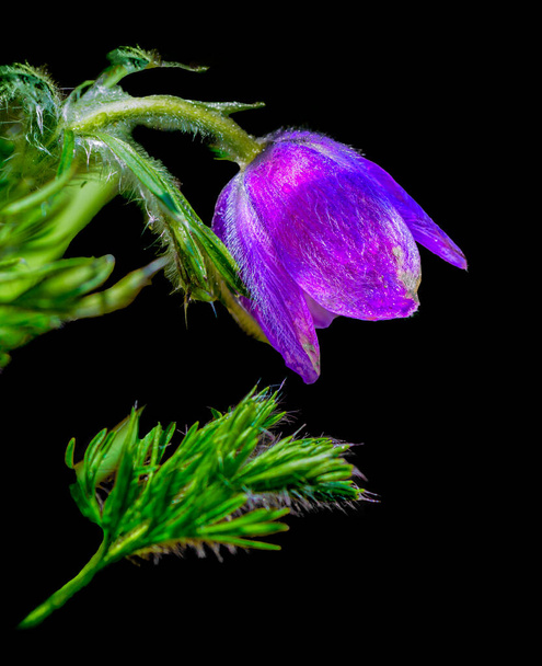 Retrato en color de bellas artes imagen de una sola flor aislada flor violeta pasque flor sobre fondo negro
 - Foto, Imagen