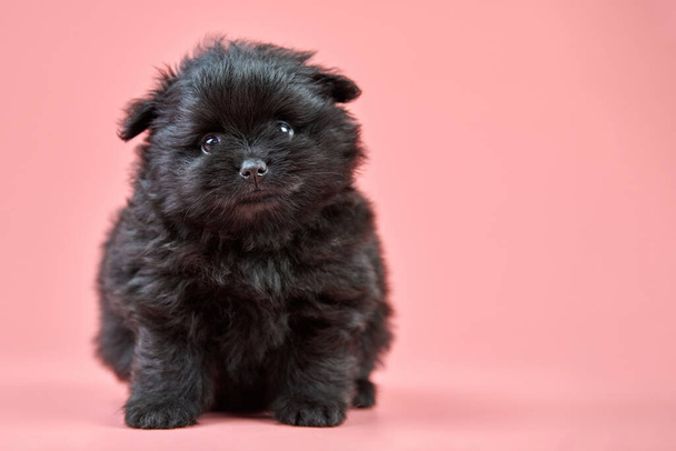 ポメラニアン・スピッツの子犬、コピースペース。ピンクの背景にかわいいふわふわの黒いスピッツ犬。家族に優しい小型ドワーフスピッツポム犬. - 写真・画像