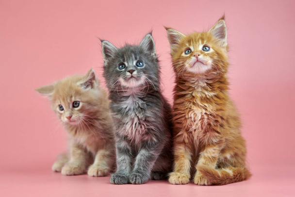 Три мейн енота котят - крем, красный и серый цвет пальто. Милая короткошерстная чистокровная кошка на розовом фоне. Рыжие, бежевые и седые волосы привлекательные котята из нового наполнителя
. - Фото, изображение