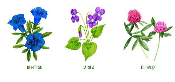 Wild field plants and flowers set, hand drawn - Vettoriali, immagini