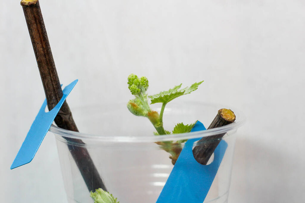 Bloeiende zaailingen van een wijnstok op een witte achtergrond. De groei van jonge druivenbladeren in de kwekerij. - Foto, afbeelding
