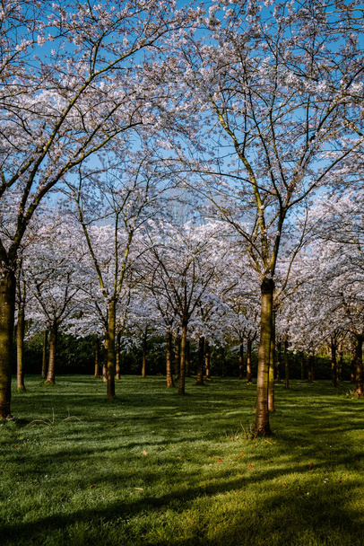 Parco dei fiori di traduzione Kersenbloesempark Ci sono 400 alberi di ciliegio ad Amsterdamse Bos, in primavera si può godere il bellissimo fiore di ciliegio o Sakura
. - Foto, immagini