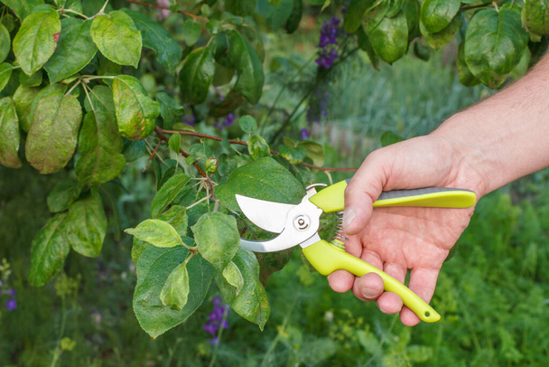 Farmer looks after the garden. Planned pruning of fruit tree. Man with pruner shears the tips of apple tree - Photo, Image