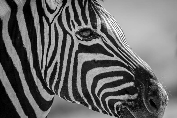 Ez a fekete-fehér kép egy zebra arcáról az Etosha Nemzeti Parkban készült Namíbiában. - Fotó, kép