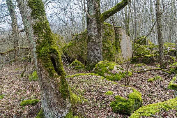 Mélyen egy gyönyörű moha borította lombhullató erdő nagy sziklák a földön - Fotó, kép