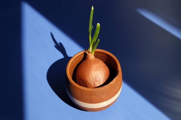 cebolla verde en taza de barro
 - Foto, Imagen