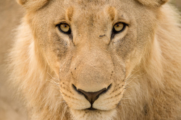 南アフリカのMadikweゲームリザーブでカメラを直接見る若い男性ライオンの詳細なクローズアップ肖像画. - 写真・画像