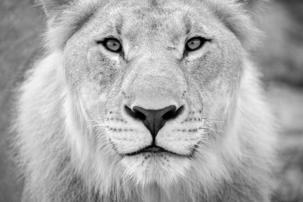 Детальний чорний і білий корпус молодого лева, який дивиться прямо в камеру в заповіднику Мадікве (ПАР).. - Фото, зображення