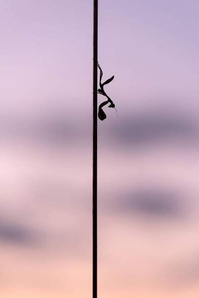 Een verticaal close-up van een silhouet bidsprinkhaan zittend op de antenne van de safari voertuig, met een paarse zonsondergang lucht als achtergrond, genomen in de Madikwe wedstrijd Reserve, Zuid-Afrika. - Foto, afbeelding
