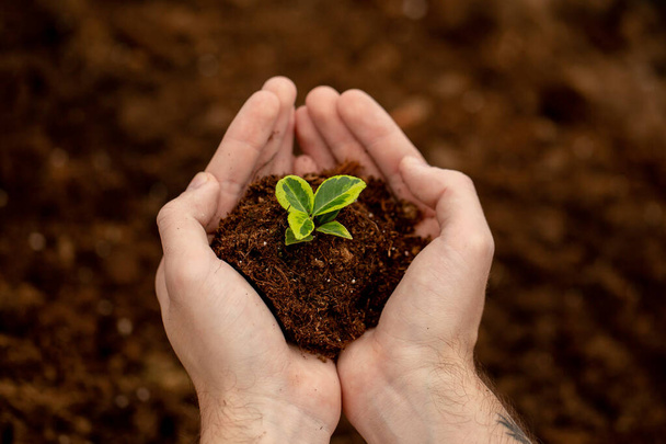 Des mains d'homme tenant de la terre avec des semis. Jardinage, concept écologique. Protection de l'environnement
. - Photo, image